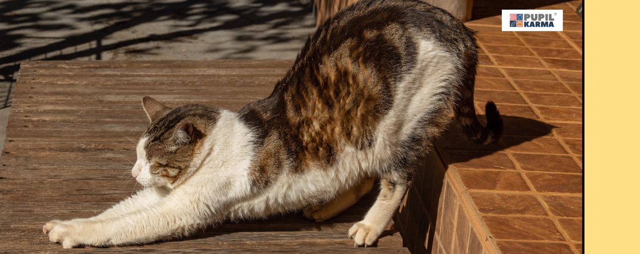 Ile razy w roku kotka ma ruję. Zdjęcie pstrokatej kotki przeciągającej się na tarasie przed domem. Po prawej stronie żółty pas i logo pupilkarma